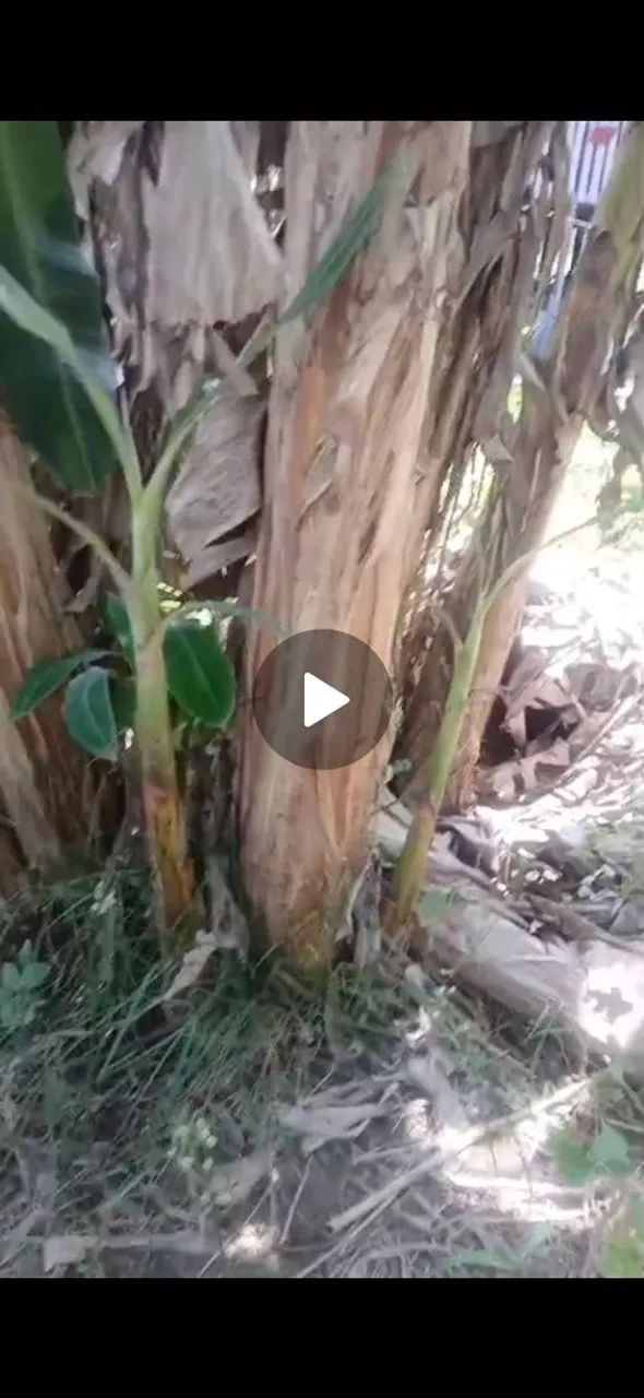 FILHOS DE BANANA PACOVAN  - Foto 2