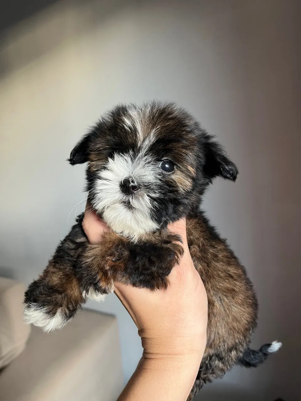 Filhote lhasa Apso - Pelagem Exclusiva cachorro