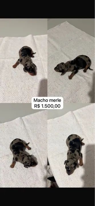 Filhotes Teckel Arlequim e Chocolate - Foto 2