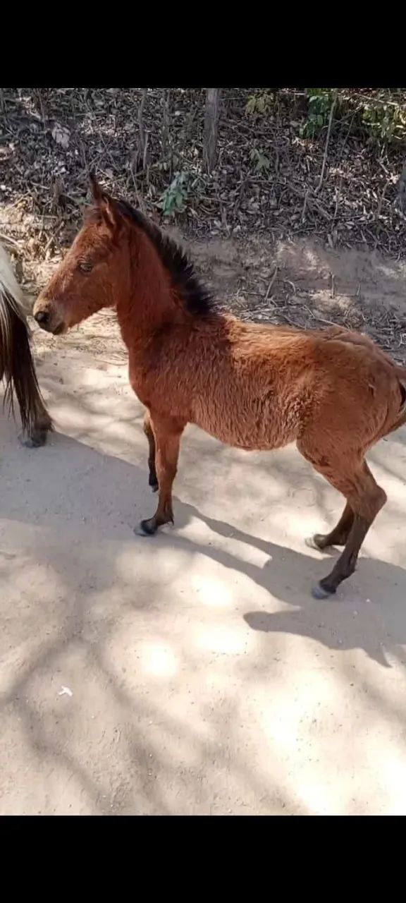 Égua Piquira  - Foto 6