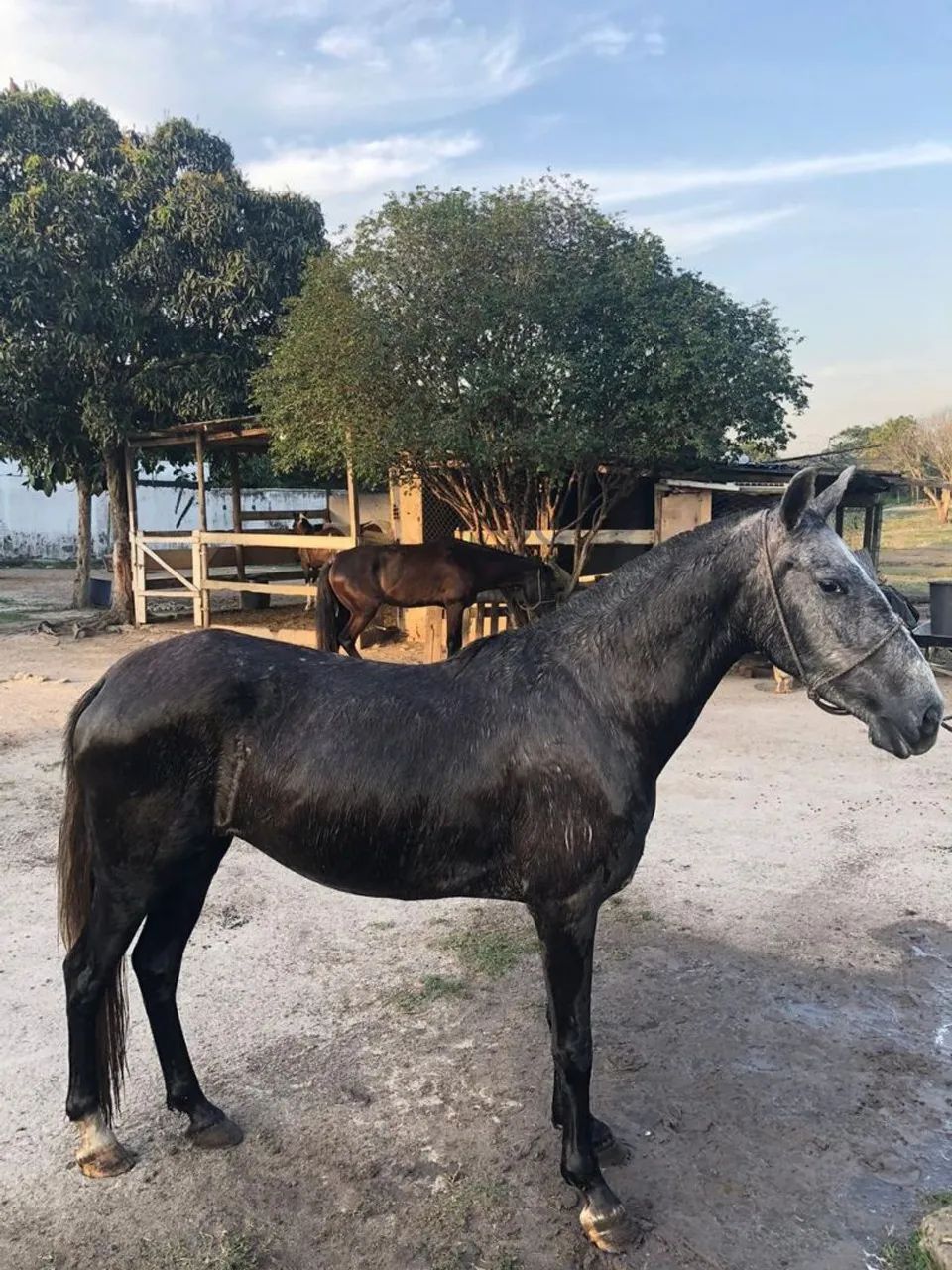 Égua mangalarga  - Foto 5