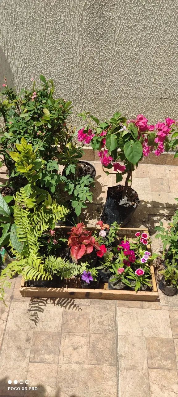 Plantas, frutíferas, árvores enxertadas,  promoção, preço baixo e qualidade. - Foto 3