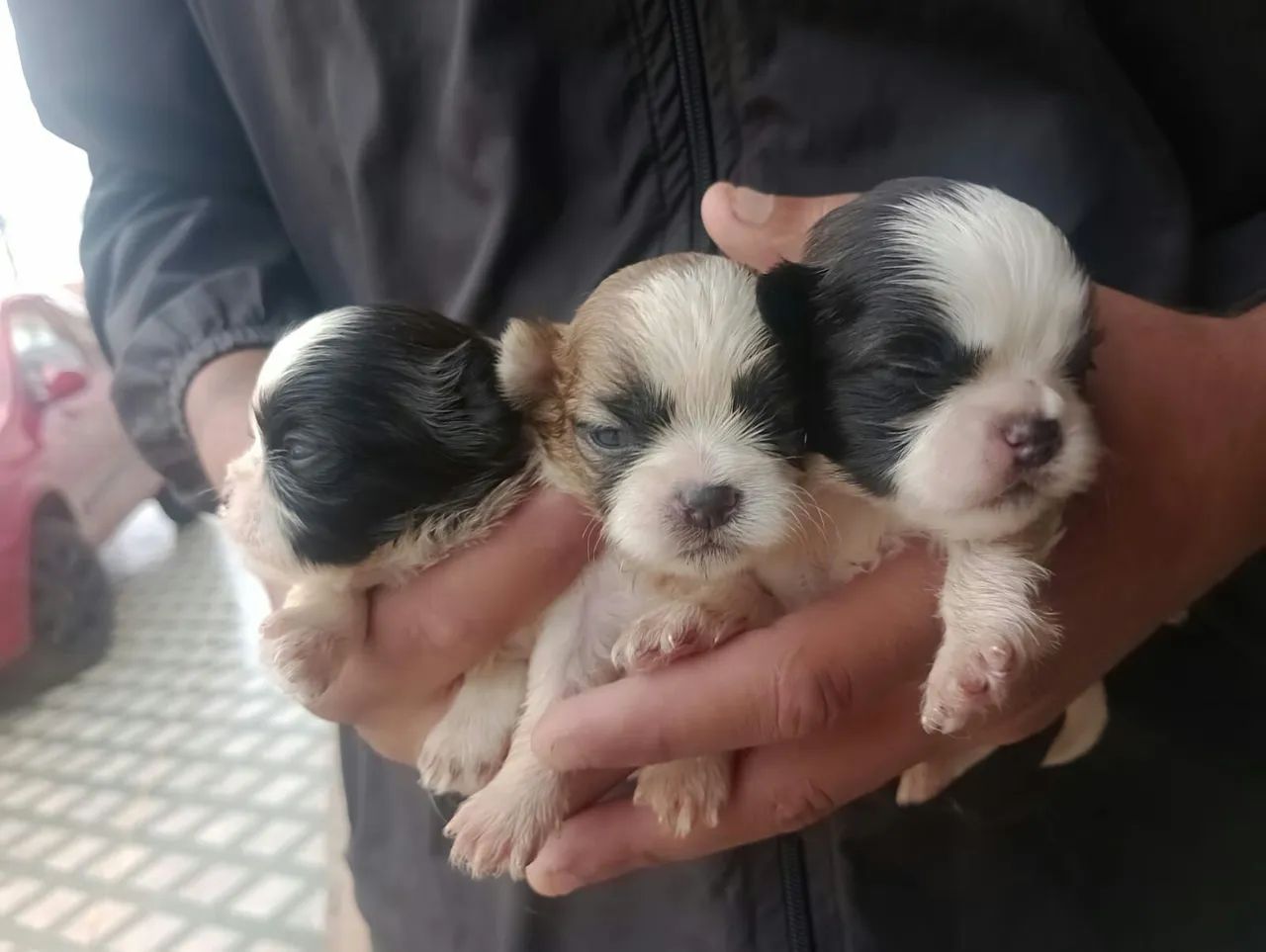 Filhotes de Shih Tzu mini - Foto 2