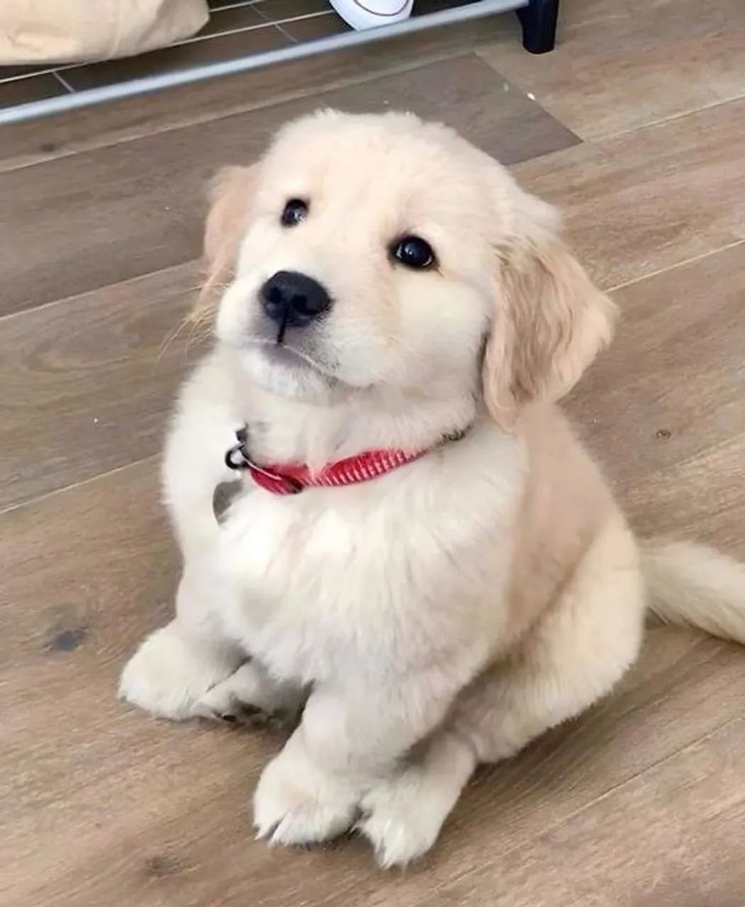 Golden Retriever - Parece Uma Pelúcia 