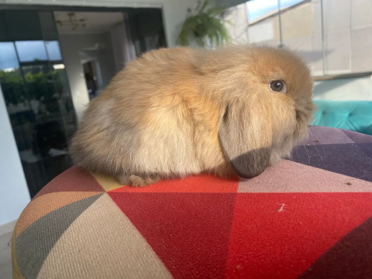 Coelho Mini Fuzzy Lop - Foto 2