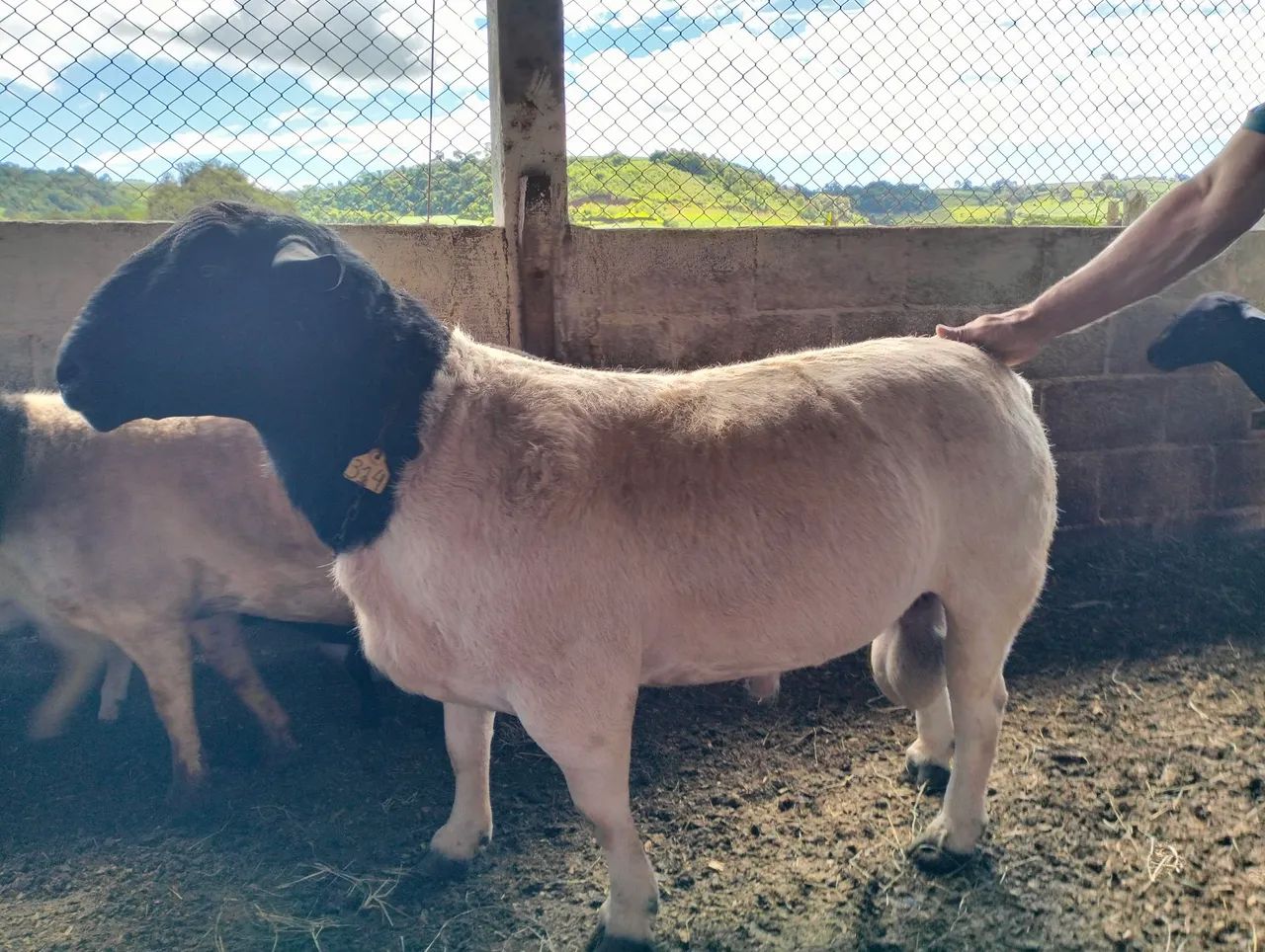 Ovelhas e  Reprodutores e Cabras  - Foto 2