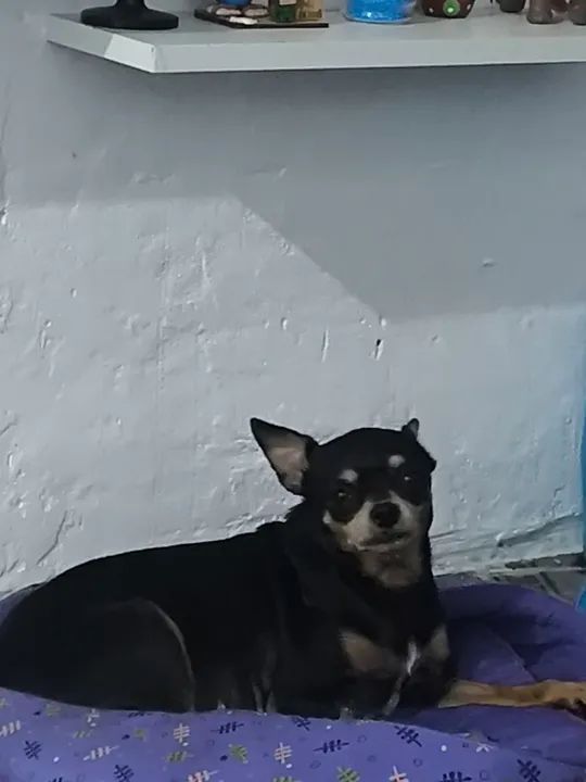 Pinchermel procura por namorado .somos de Guarulhos 