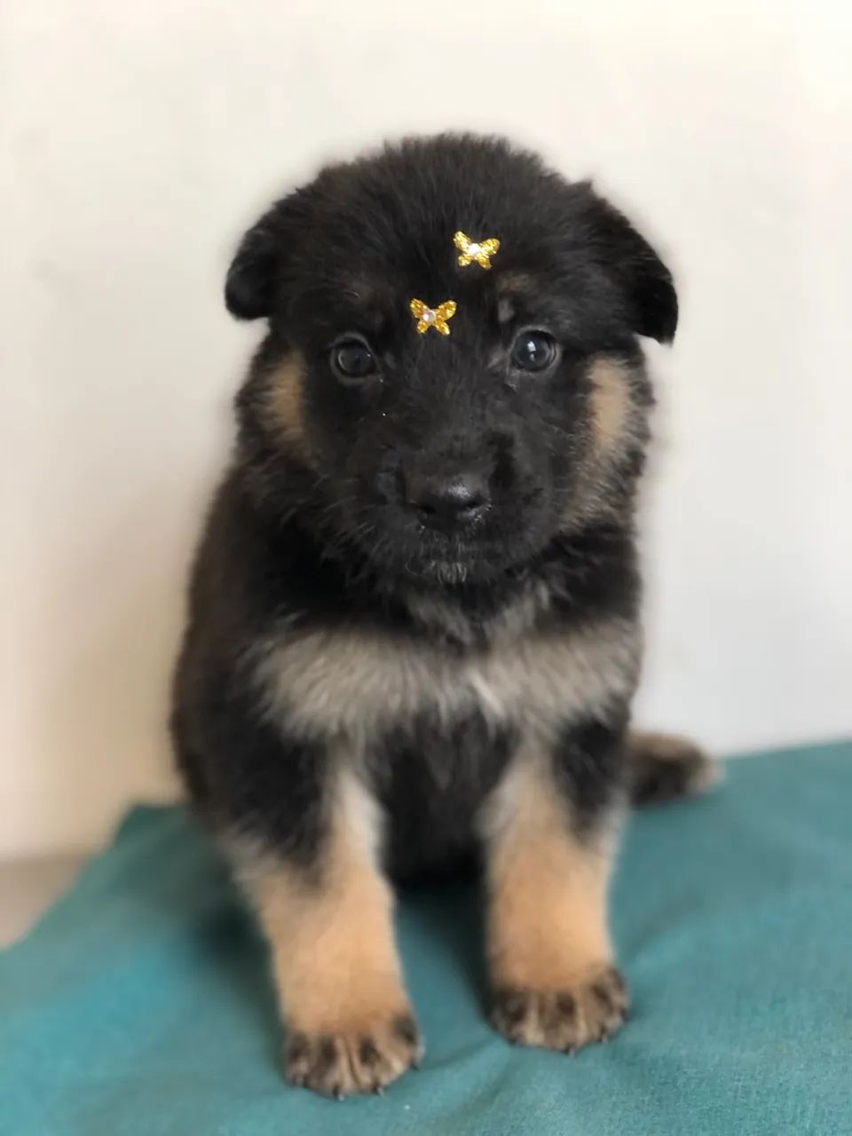 Filhote de Pastor Alemão - 2 meses