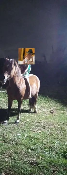 Pônei disponível  - Foto 6