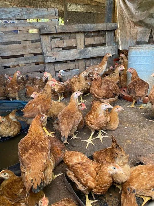 Frango 40 reais cada entrego wasp * - Foto 3