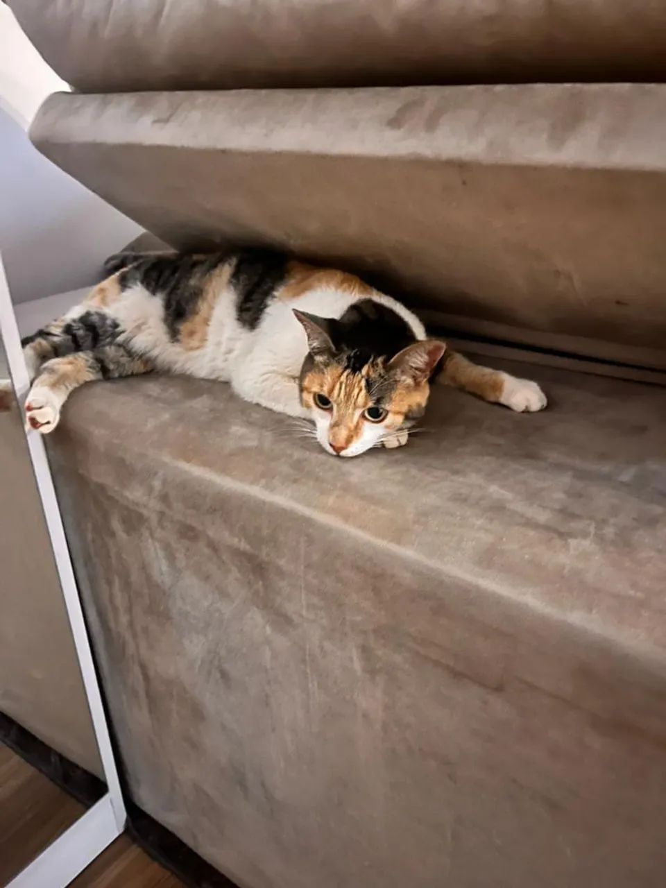 Gata tricolor jovem - Foto 5