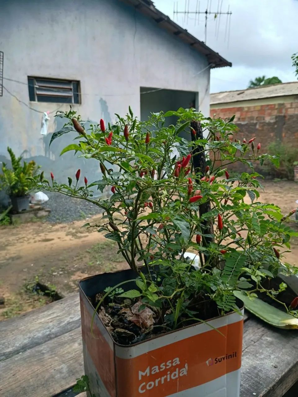 Vendo pe de pimenta malagueta, pé carregado  - Foto 5