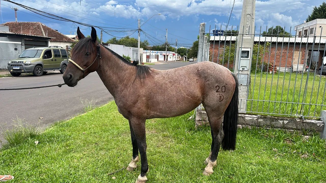 Égua Dom Firmino Pantera - Foto 2