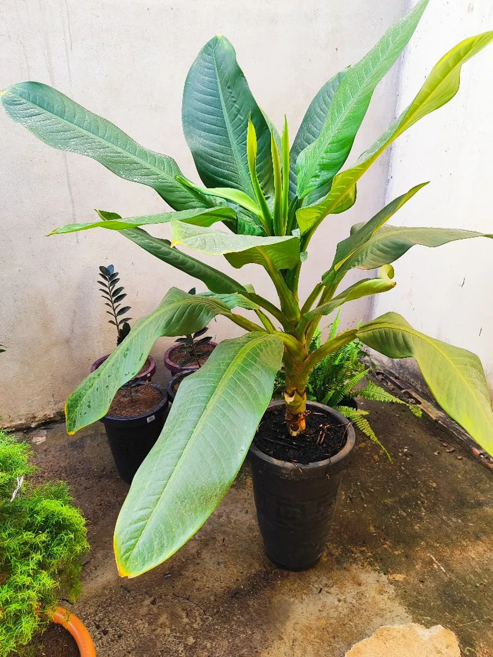 Bananeira de salão