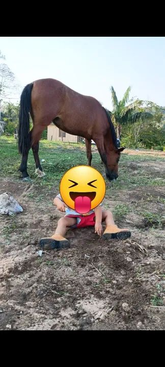 Egua mansa ideal pra criança   - Foto 5