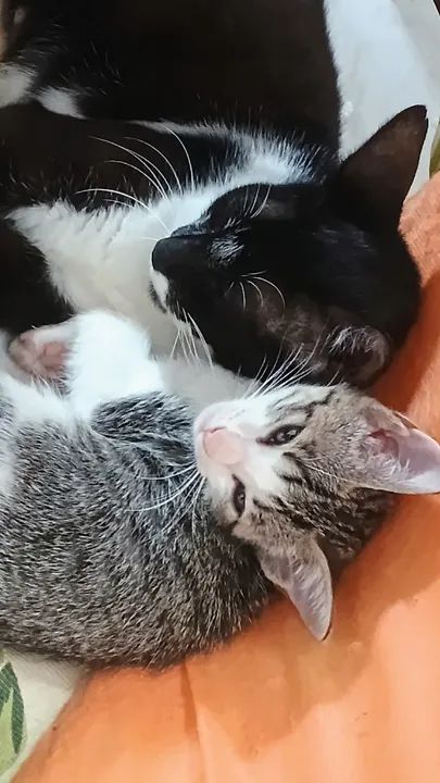 Lindos filhotes Gato 12 Meses Peruibe Sp Castrado E Vermifugado. - Foto 6