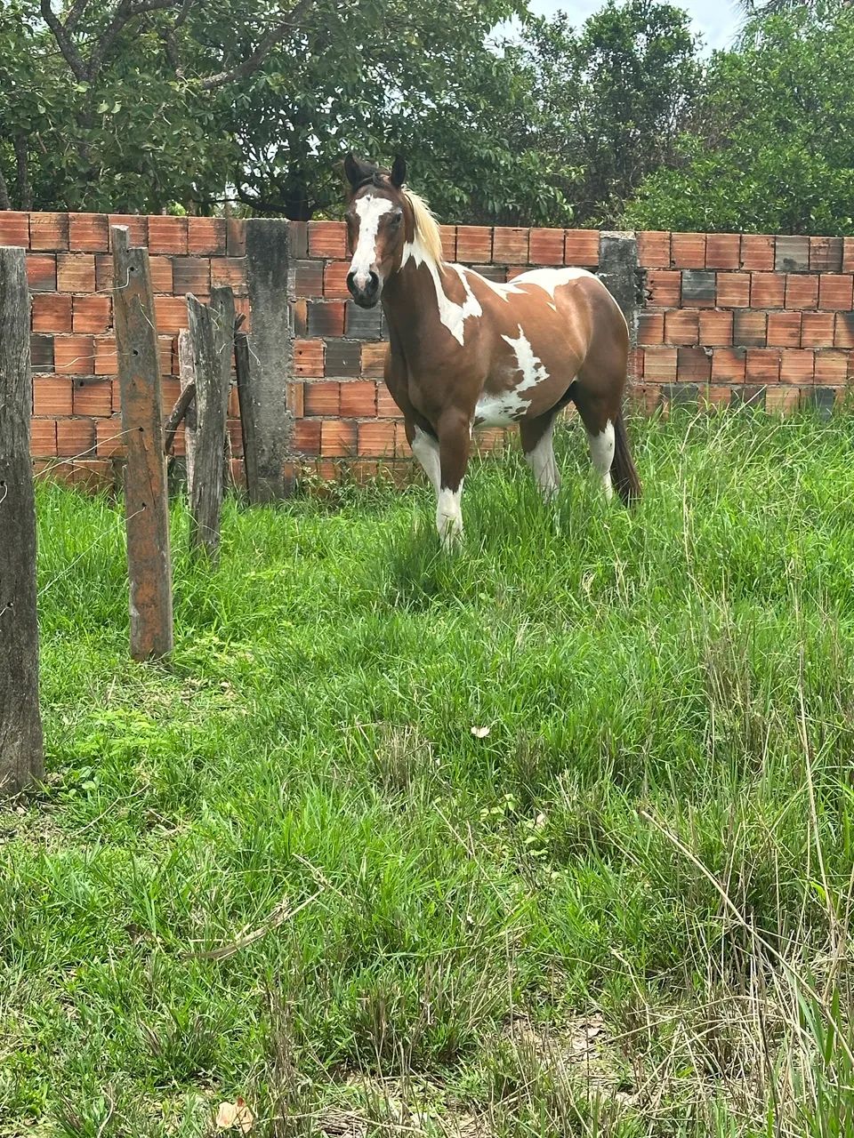 Potra Paint Horse pura sem documento  - Foto 5