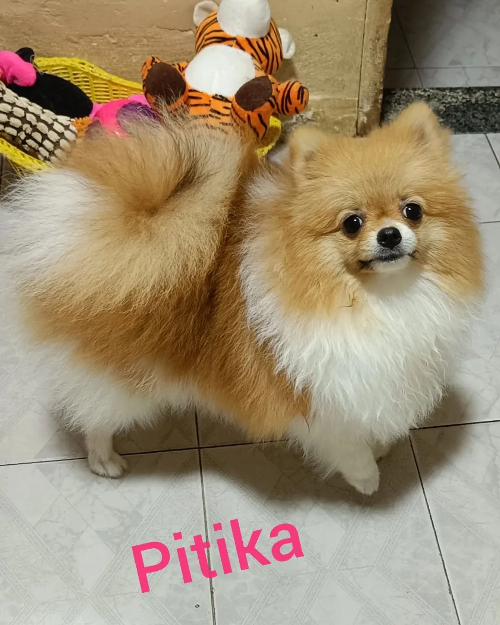 Pitika - Pomerânia lindíssima!