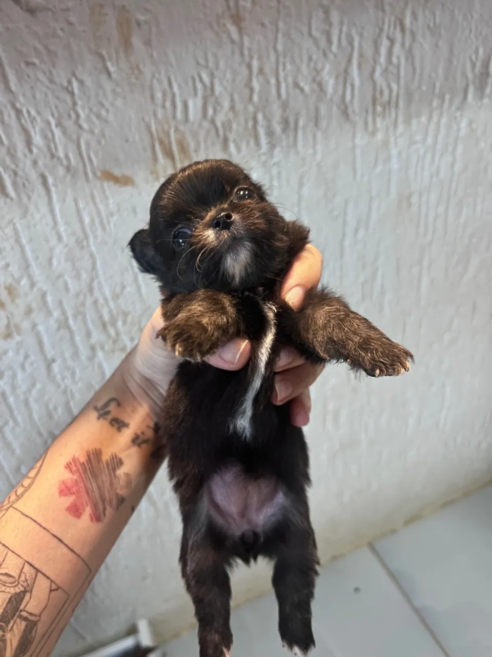*VENDA* Filhotes de Chihuahua Pelo Longo - LEIA A DESCRIÇÃO