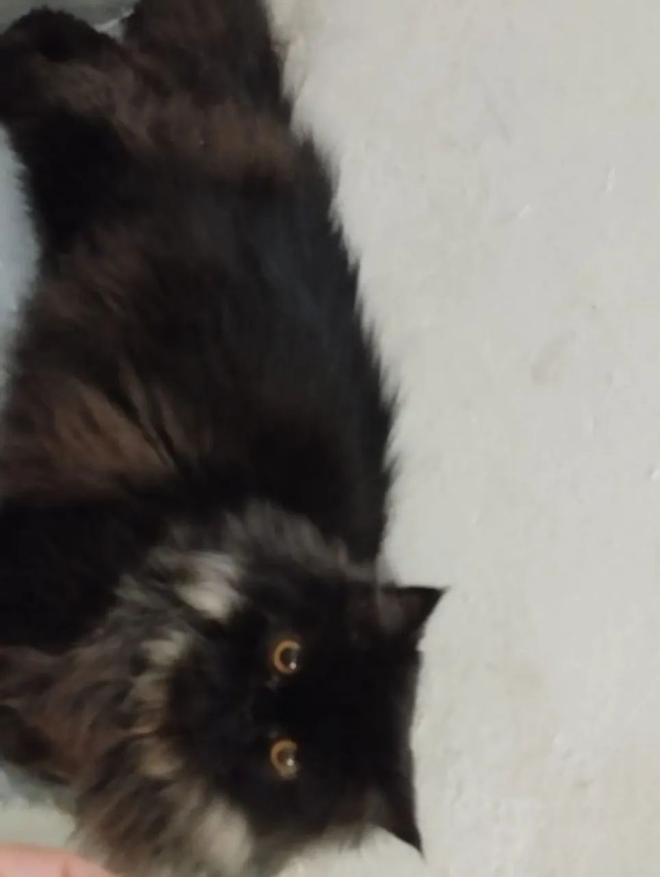 Gatinho Persa Preto Peludo - Foto 4