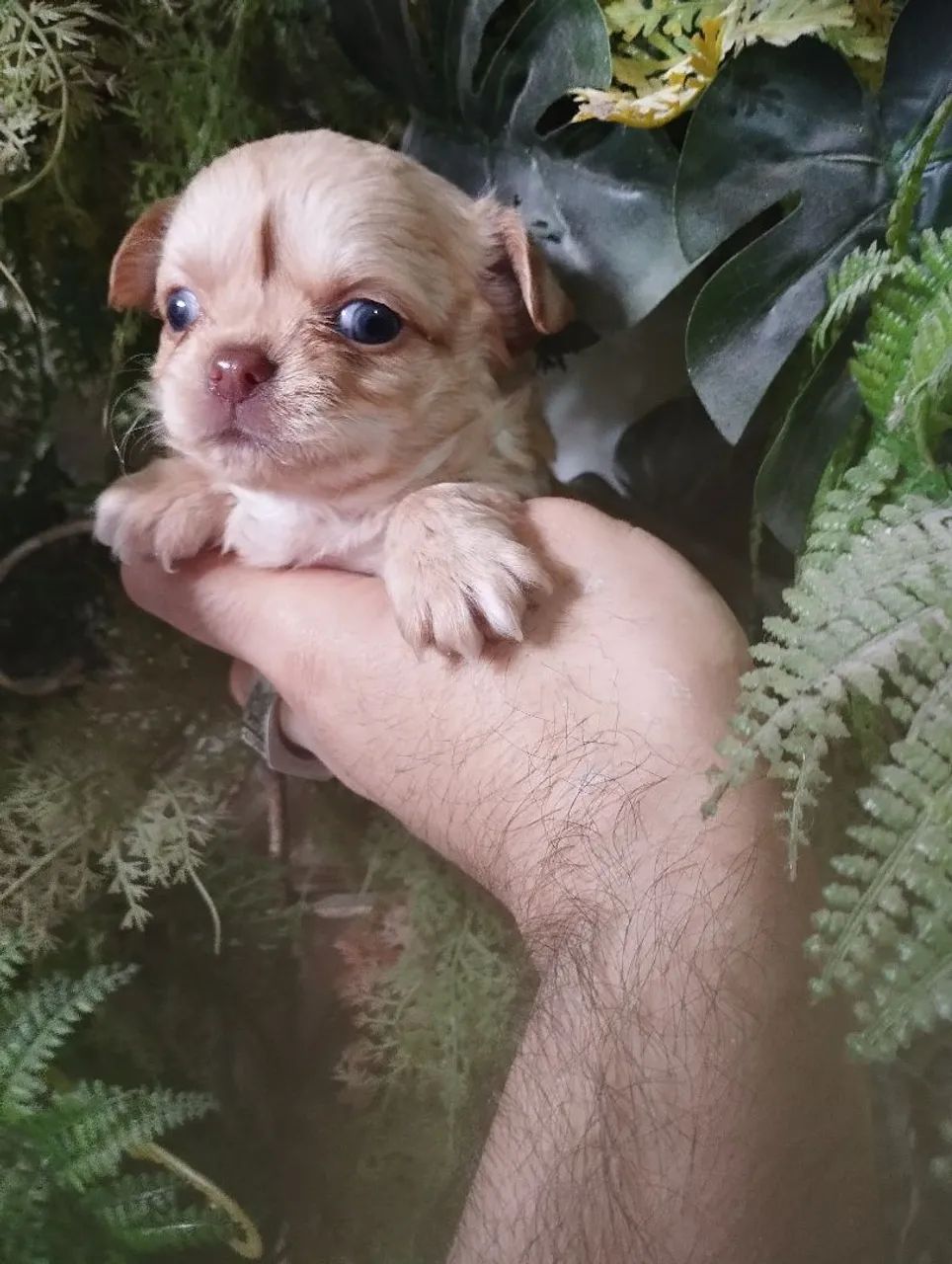 Filhote de Chihuahua - Pelagem Clara e Olhos Azuis