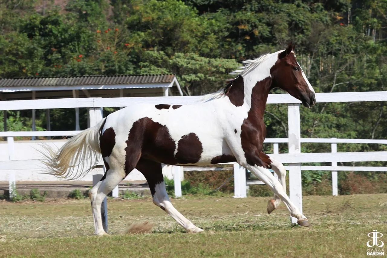 Égua MangaLarga  - Foto 3