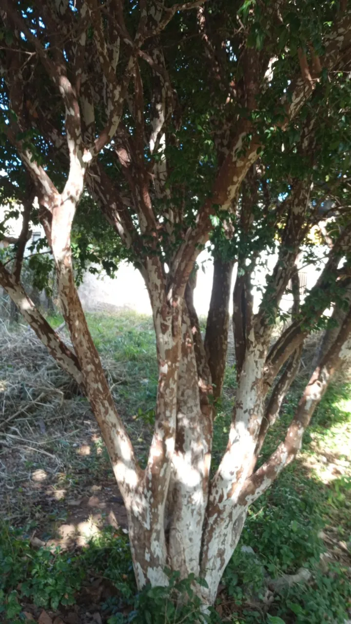 Capinar lotes terrenos