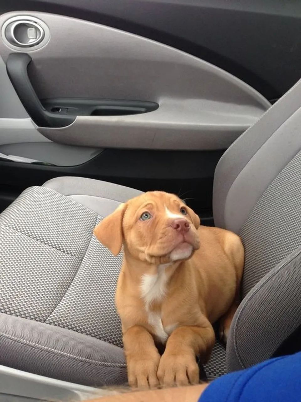 Cães Femea da Raça Pitbull Super Lindas - Foto 3