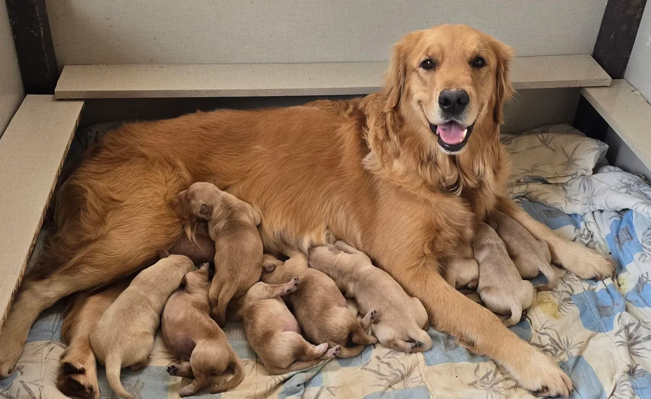 Filhotes de Golden Retriever 