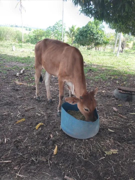 Vaca parida e novilha - Foto 3