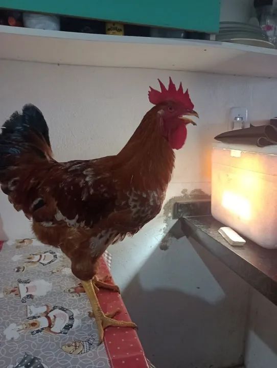 Galo . Genética Rhode X Caipira melhorado