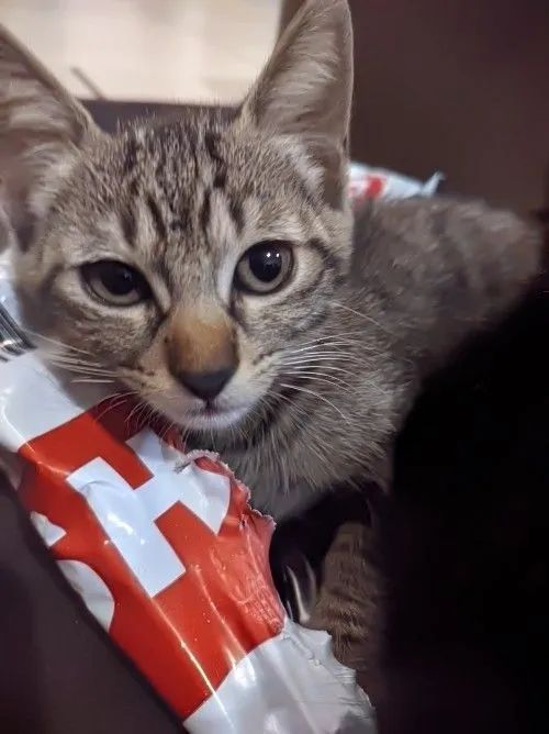 Gatinha pequenininha para adoção  - Foto 3