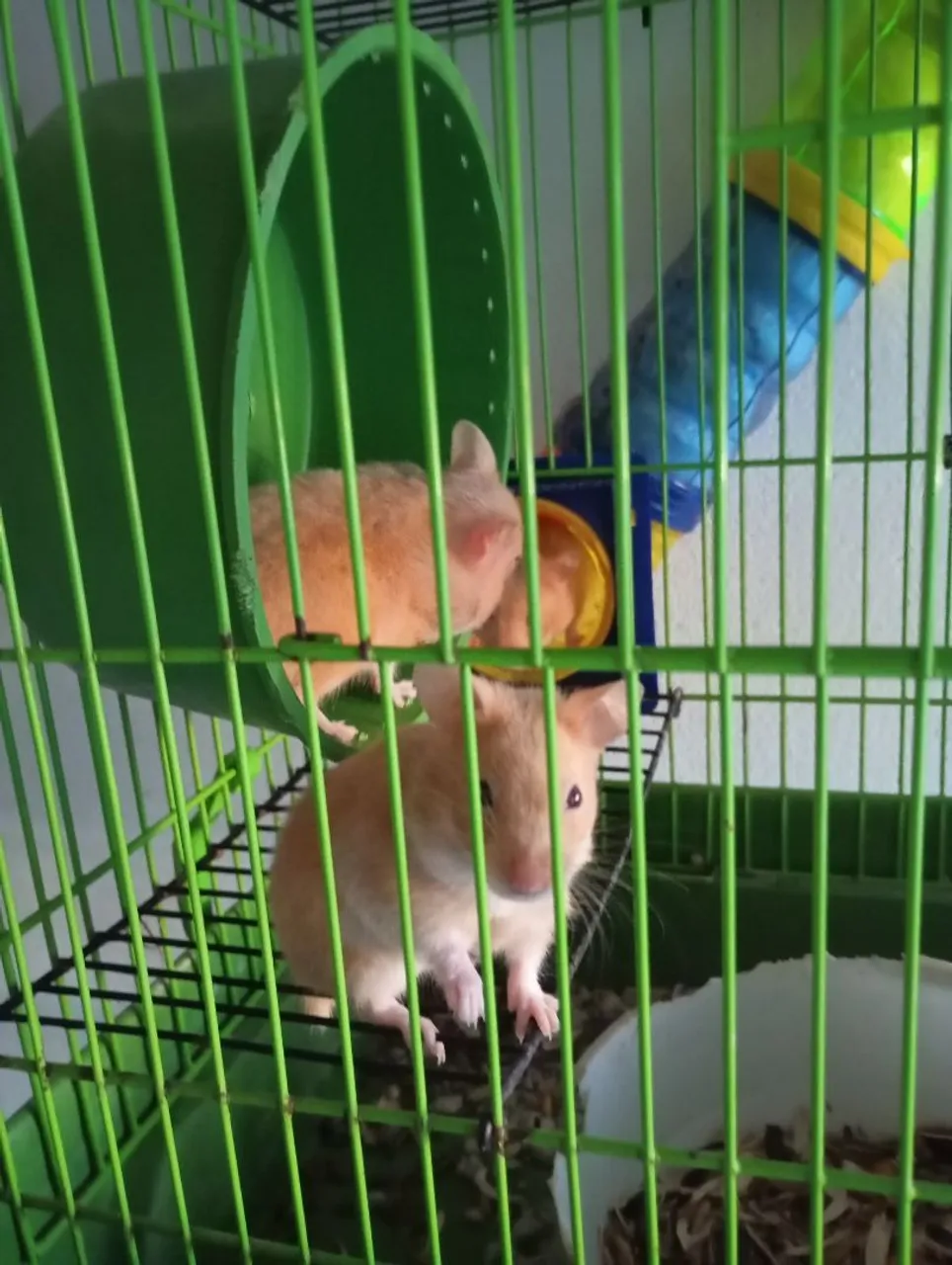 Hamsters Sírios - Lindos e Adoráveis!