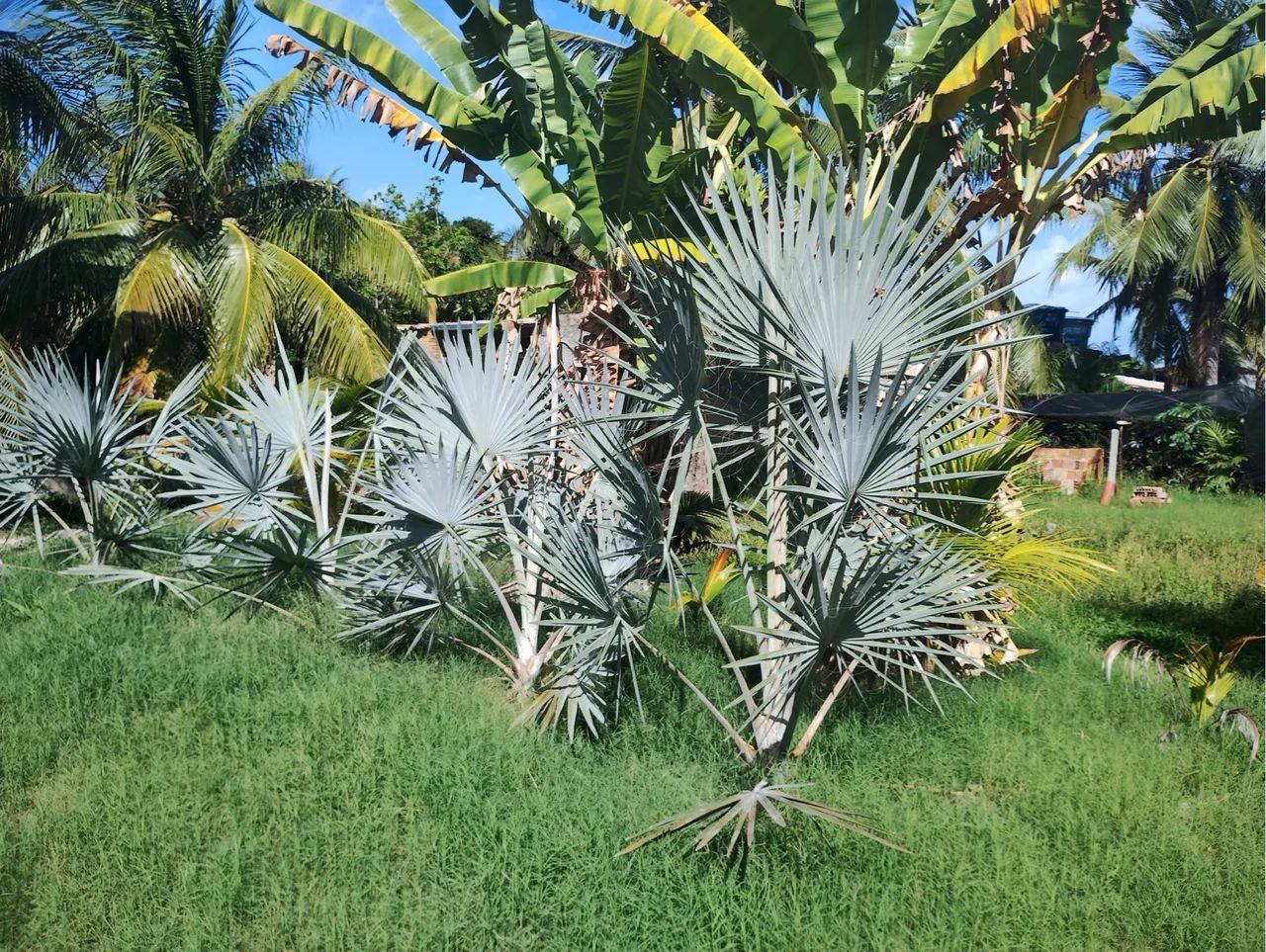 Mudas de Palmeira Azul  - Foto 2