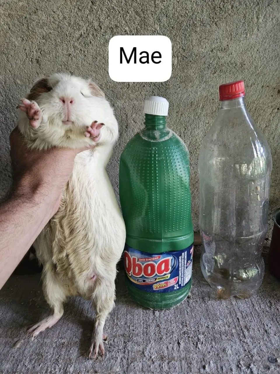 Porquinho da india Cui gigante filhotes lindos  - Foto 2