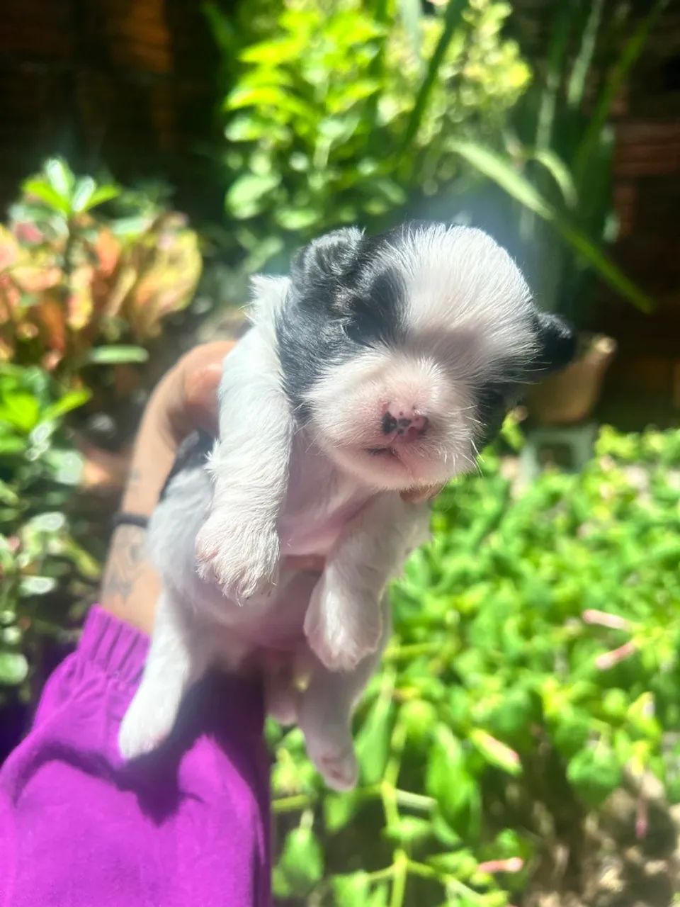 Shitzu+shipoo - Foto 2