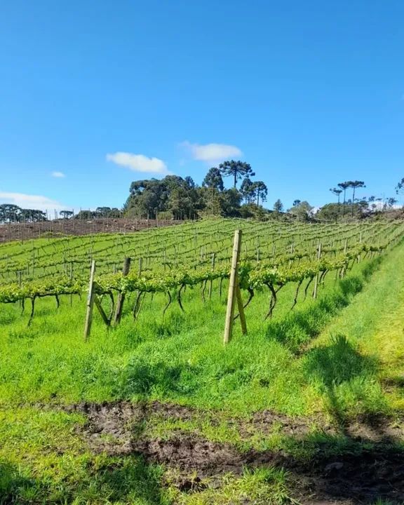 Vinicola Vinhedo Fazenda - Foto 5