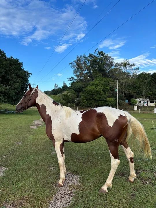 Égua MangaLarga  - Foto 5