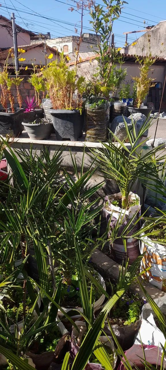 MUDAS DE TÂMARAS  - Foto 2