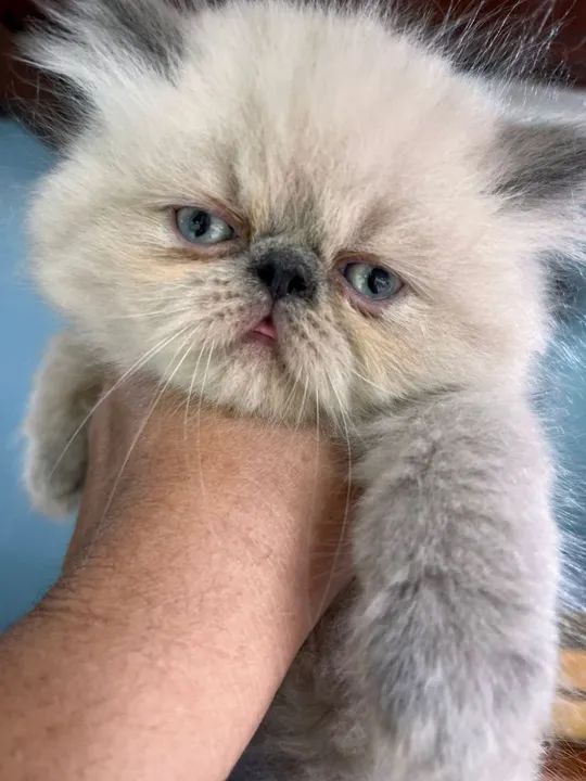 Persa lindos - Foto 5