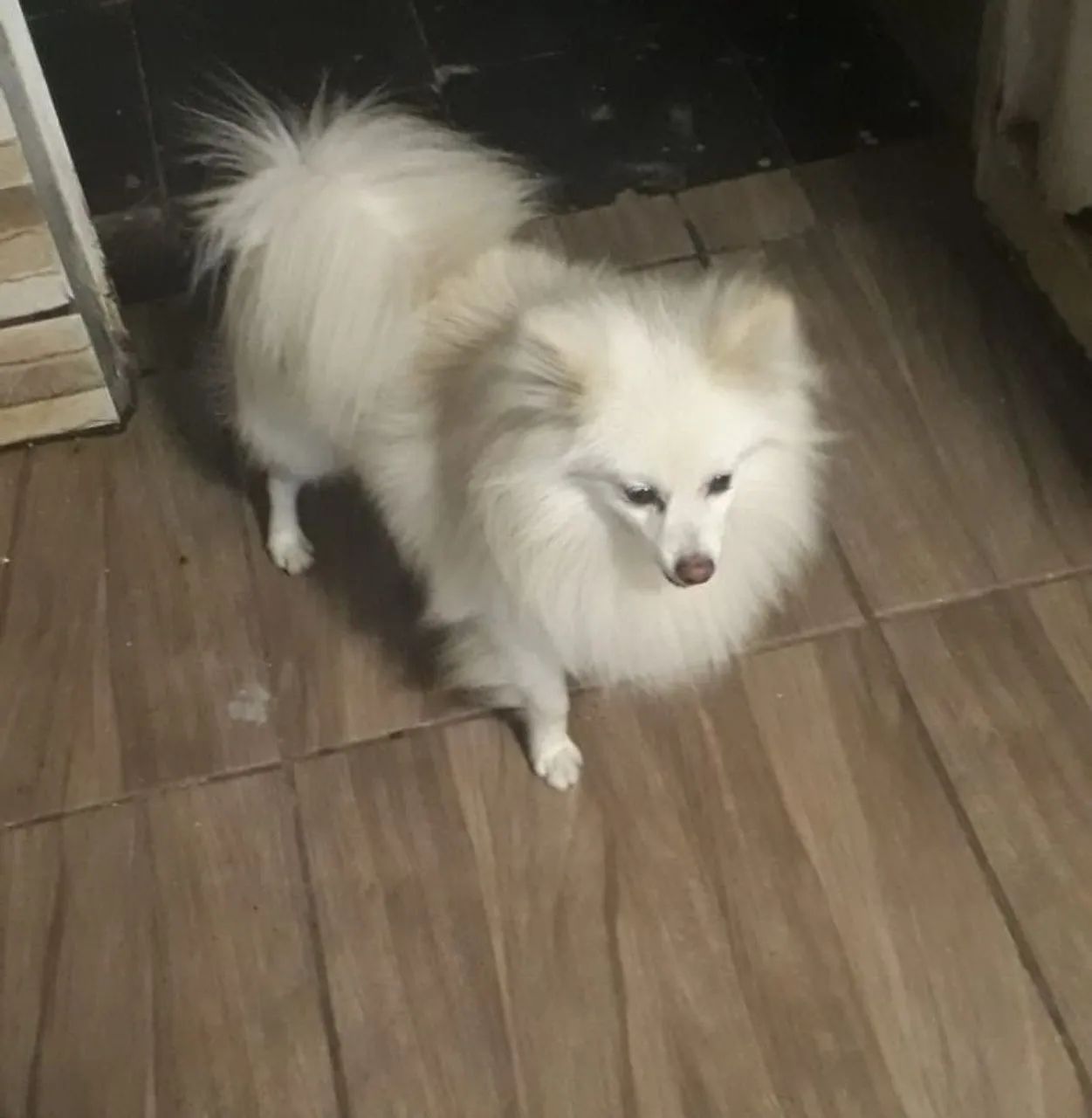 Filhotes de cachorro  - Foto 4