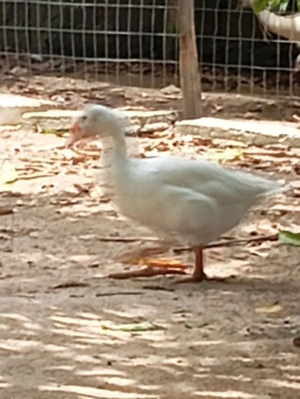 Gansos caipira 