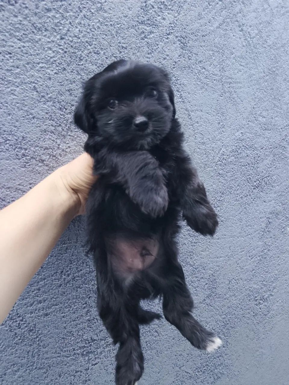 Urso  - Foto 3
