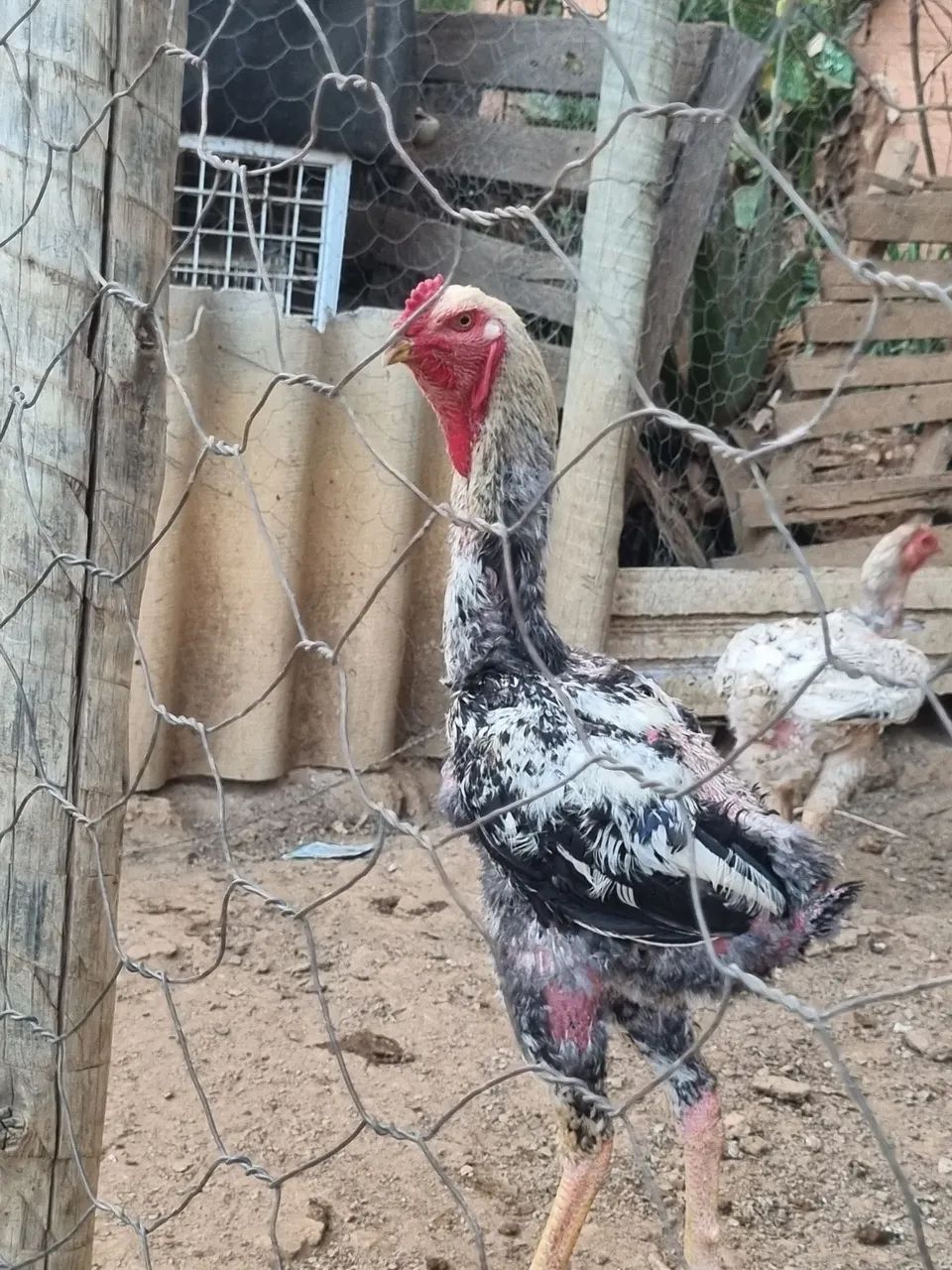 Frango  - Foto 2