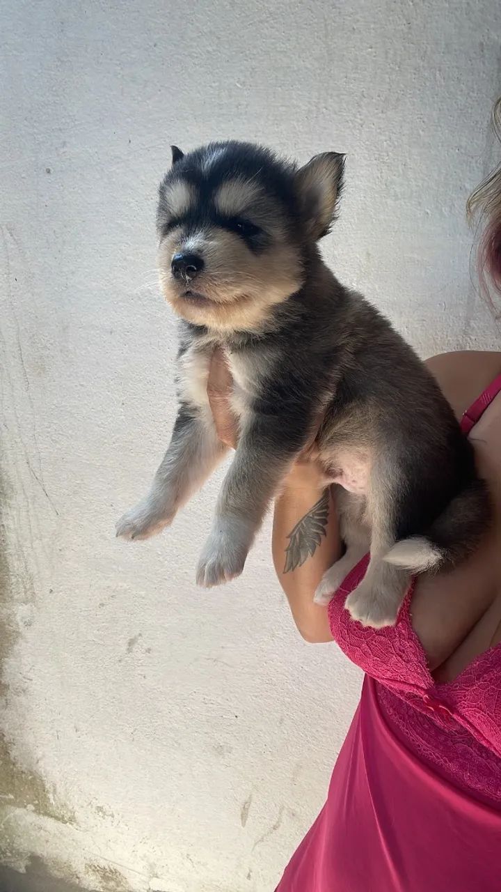 Husky siberiano  - Foto 3