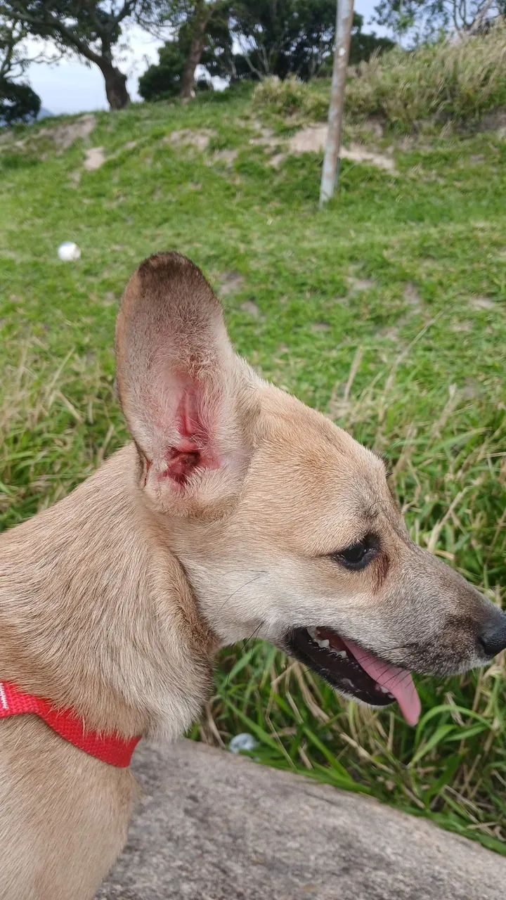 Estou doando uma linda cachorrinha  - Foto 2
