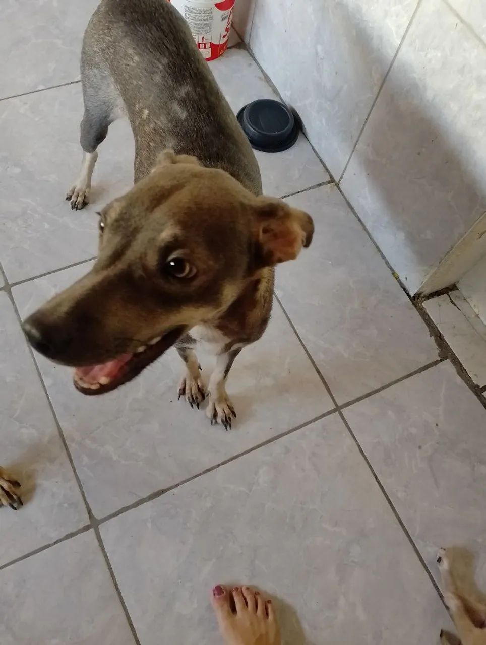 Pets para adoção 