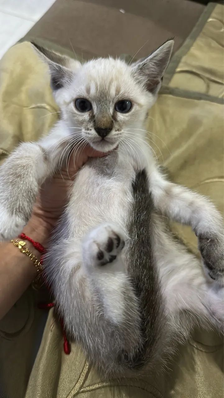 Doação de gatos - Foto 3