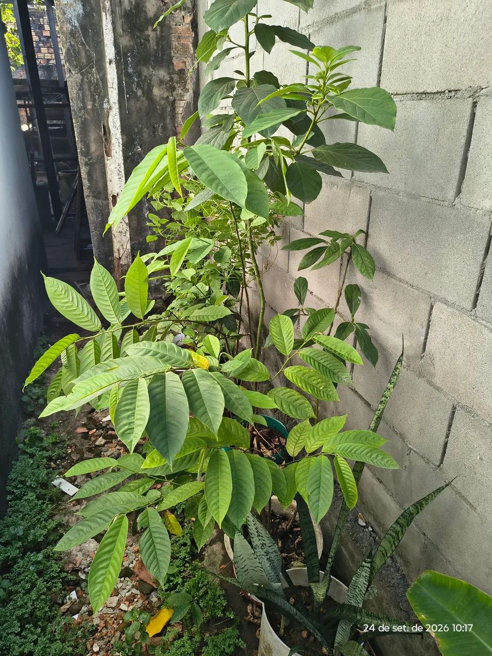 Plantas frutíferas  - Foto 4