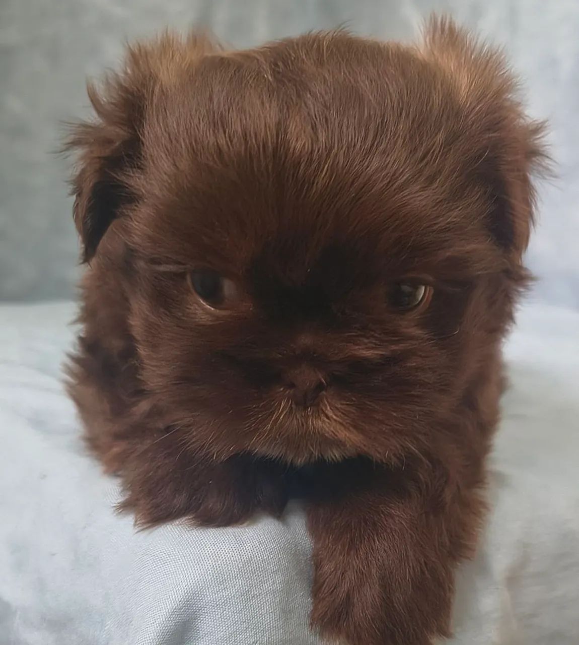 Lindo machinho  de Shitzu disponível  - Foto 2